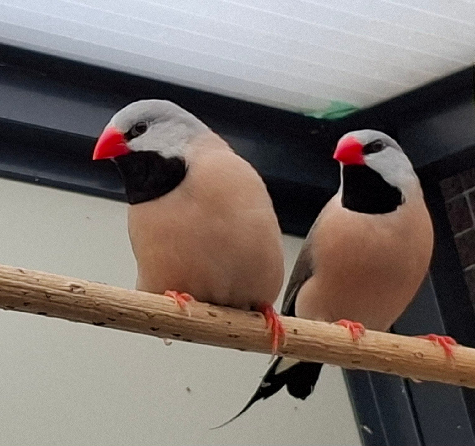 Spitsstaartamadine koppel, Dieren en Toebehoren, Meerdere dieren, Tropenvogel, Geringd