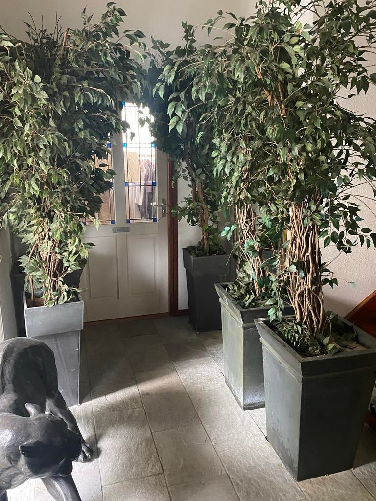 3 Prachtige Kunstbomen in Stalen Potten - Ideaal voor Horeca, Tuin en Terras, Bloeit niet, Overige soorten, 100 tot 250 cm, Ophalen