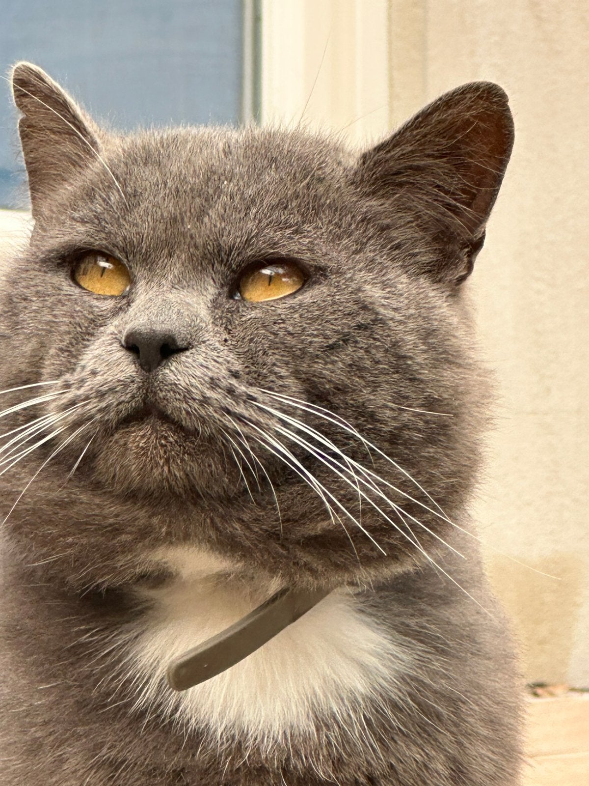Lieve Britse korthaar kater, Kater, Ontwormd