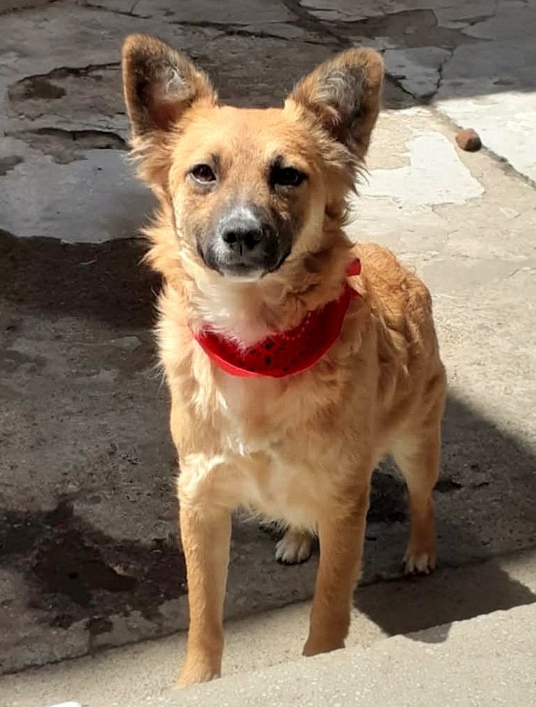 RUBY, MENSGERICHT, SPEELS, JONG TEEFJE, KLEIN MIDDELMAATJE, Dieren en Toebehoren, Honden | Niet-rashonden, Particulier, 1 tot 2 jaar