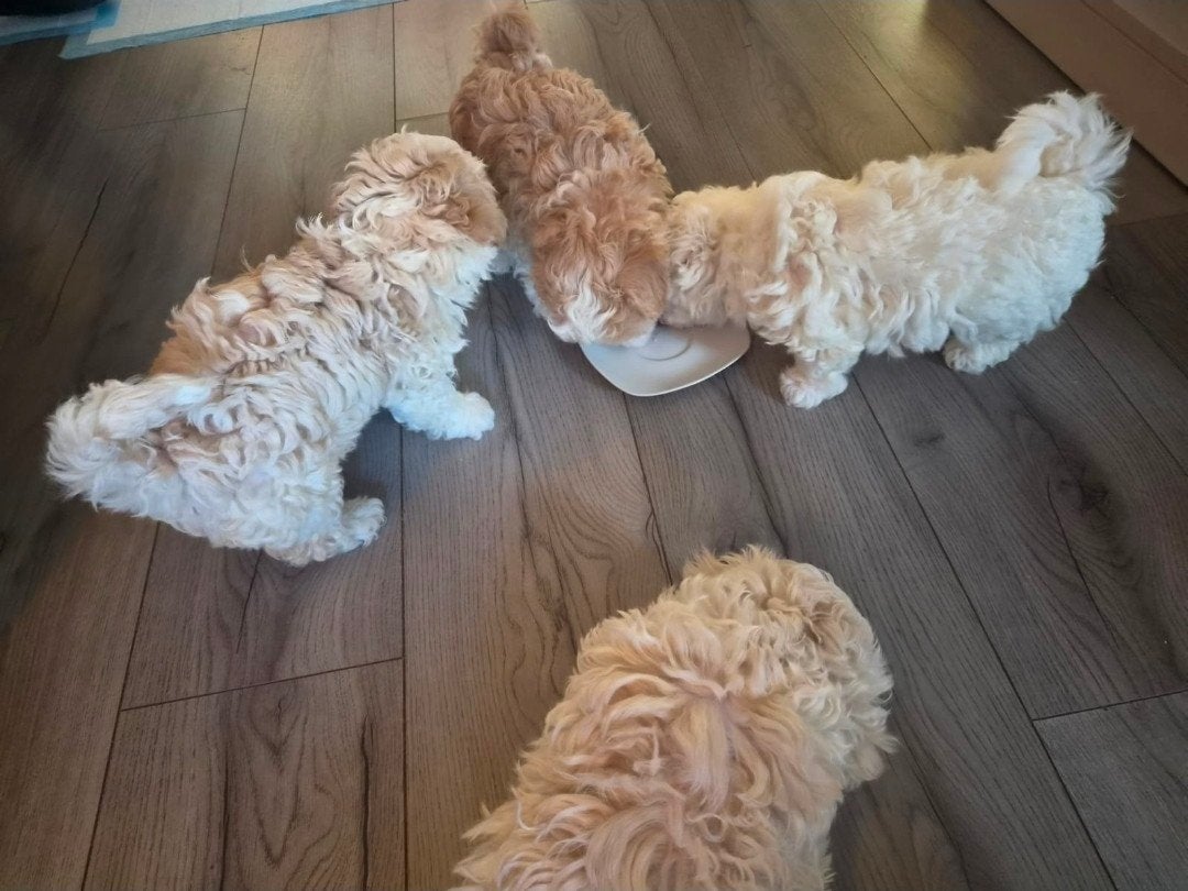 Prachtige superschattige Maltipoo pups te koop, 8 tot 15 weken, CDV (hondenziekte), Meerdere, Nederland