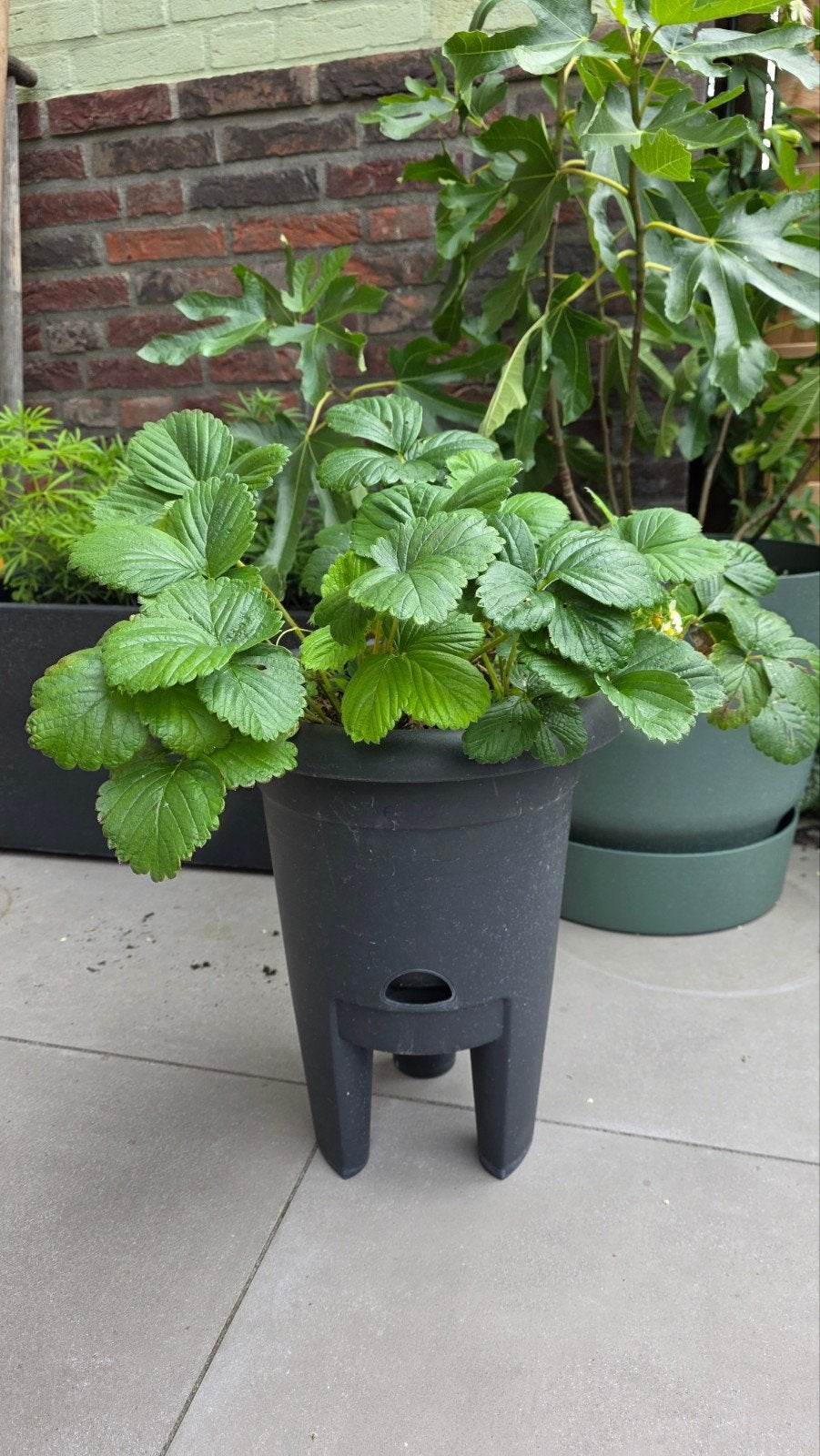Elho green basics kweekbak aardbei (biologisch), Ophalen, Volle zon