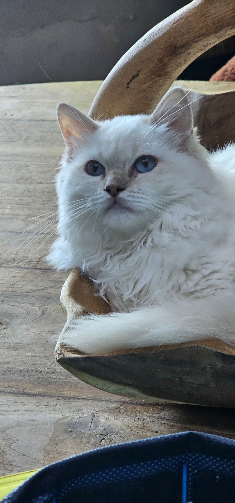 lilac lynx point mitted Ragdoll poes met Stamboom, Dieren en Toebehoren