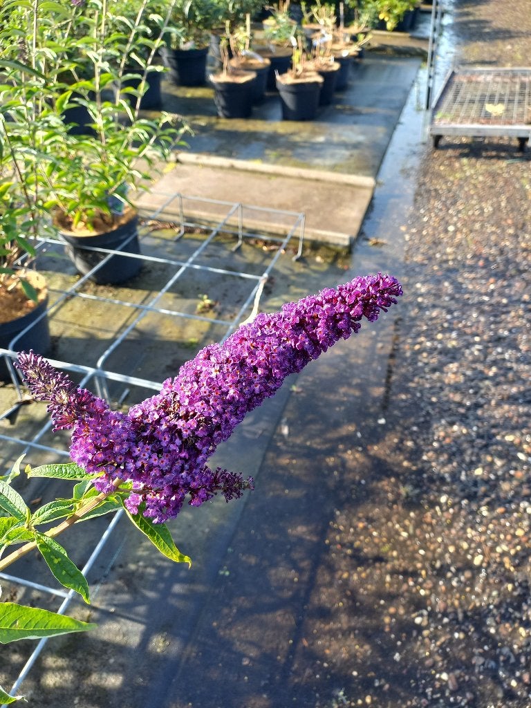 Vlinderstruiken Buddleja grote planten voor €12,50, Ophalen, Overige soorten, Volle zon