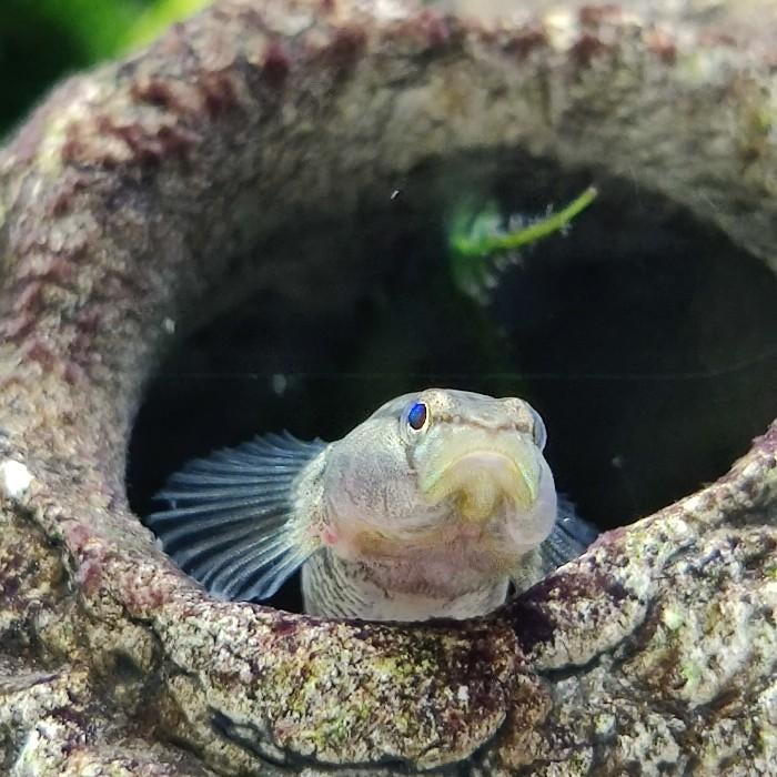 Rhinogobius duospilus, Vis