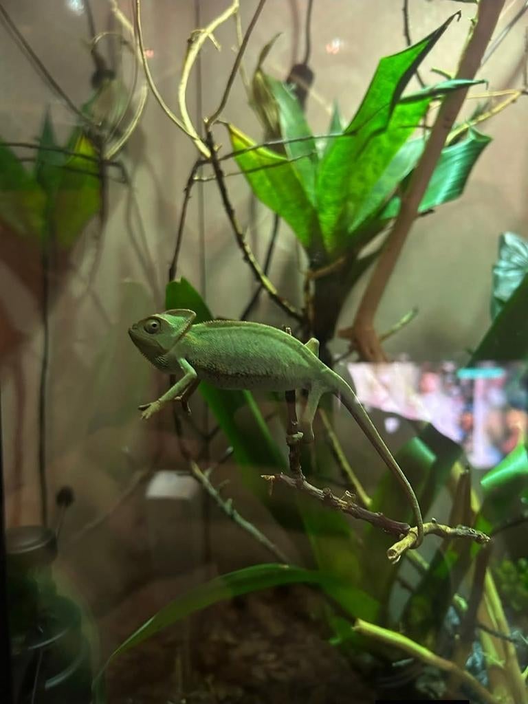 Jeden kameleon met terrarium, Ophalen