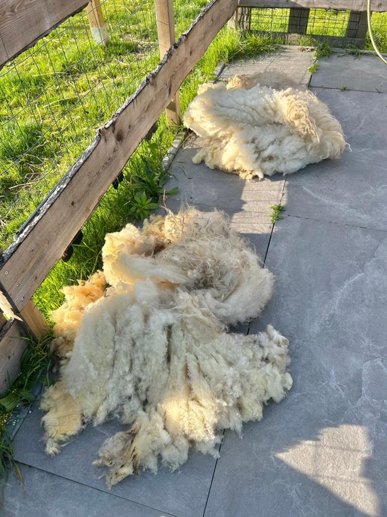 Schapenwol, Hobby en Vrije tijd, Ophalen, Zo goed als nieuw, Spinwol