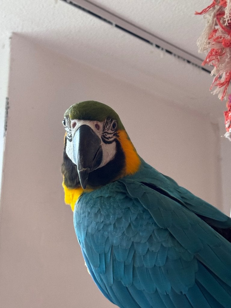 Blauw gele ara (pop, 2024), Dieren en Toebehoren, Vrouwelijk, Papegaai, Tam