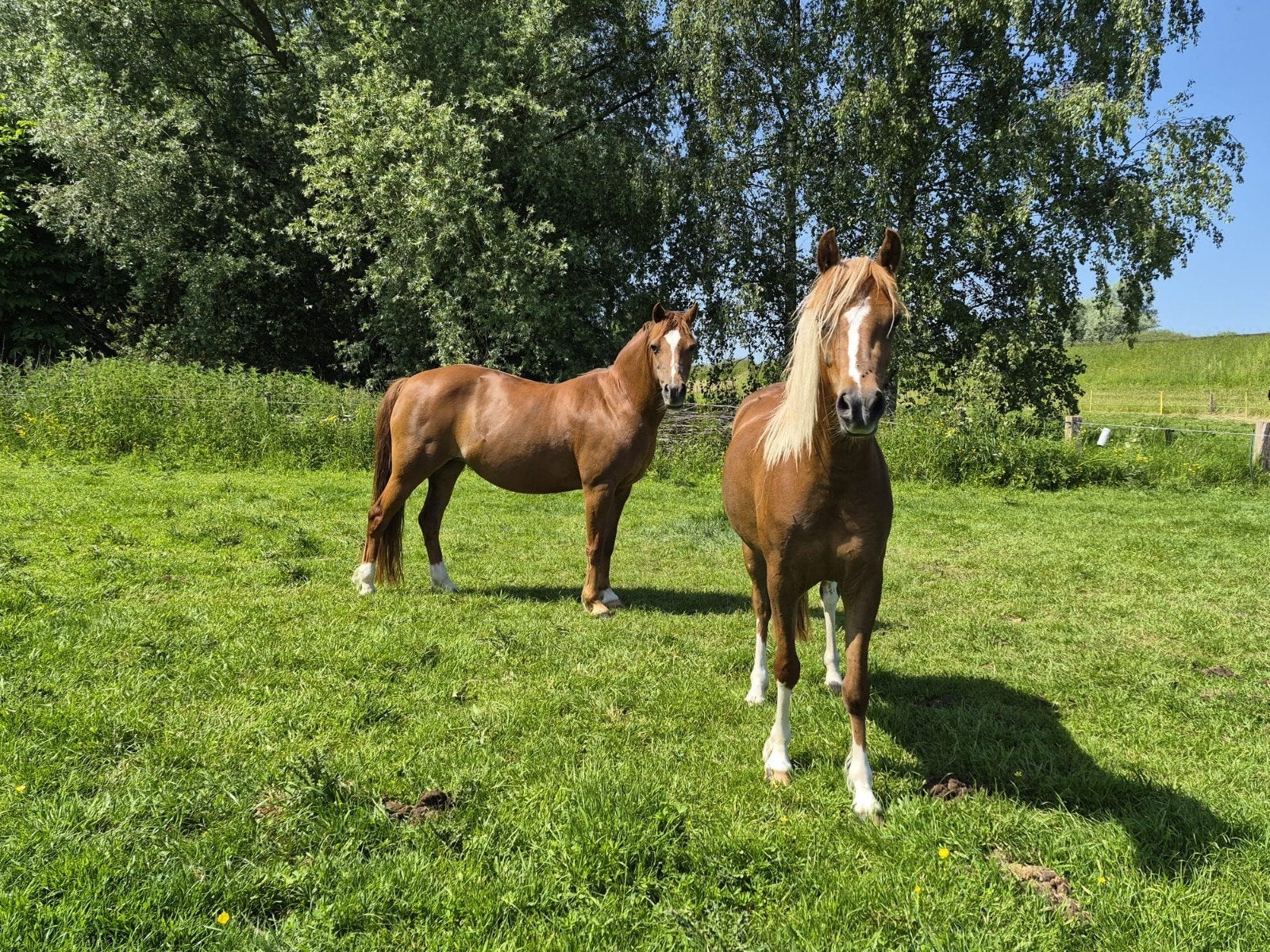 Welsh B pony's, Merrie