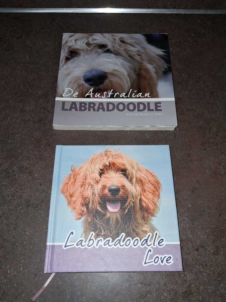 De australian labradoodle 2 stuks Arienne Heuker of Hoek, Ophalen of Verzenden, Katten