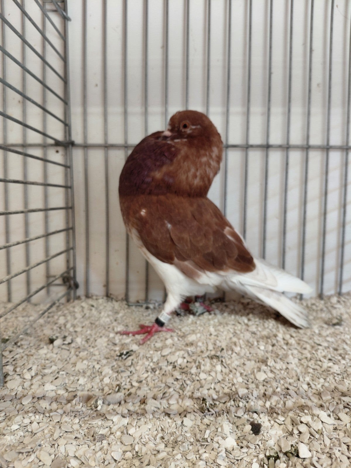 Gelderse slenken, Dieren en Toebehoren, Vogels | Duiven, Meerdere dieren, Overige soorten