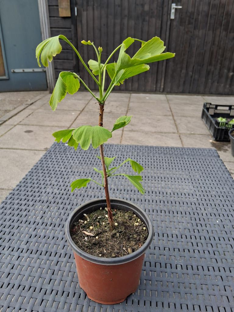 Ginkgo Biloba - Japanse Notenboom in 1.3L pot, Ophalen of Verzenden