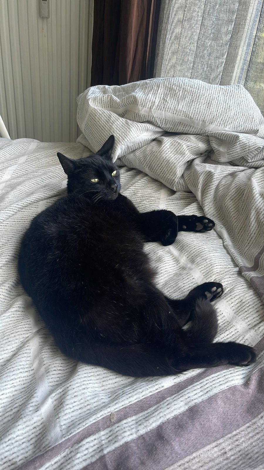 Gratis     Kat kater Vermist in papendrecht, Dieren en Toebehoren, Kat