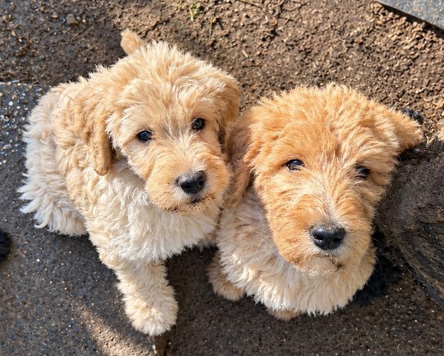 Mooie, gezonde labradoodle pups!, Nederland, 8 tot 15 weken, CDV (hondenziekte), Meerdere