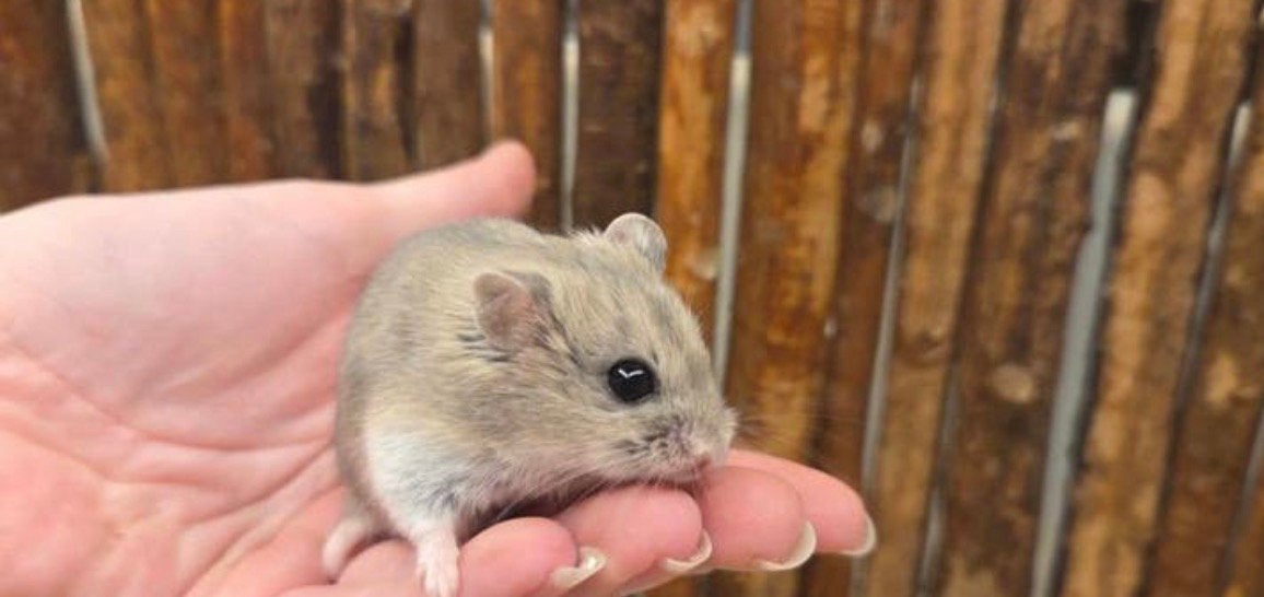 Pip ,lief, tam chinees dwerghamster zoekt een fijne plek, Dieren en Toebehoren, Knaagdieren, Hamster, Maart, Vrouwelijk, Tam