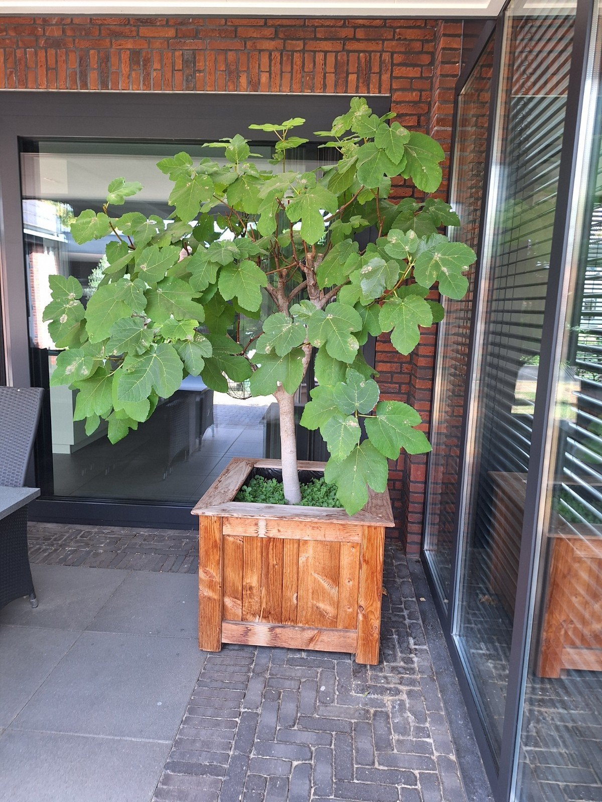 vijgenboom met douglas houten bak, Tuin en Terras, Planten | Bomen, Bloeit niet, Overige soorten, 100 tot 250 cm, Ophalen