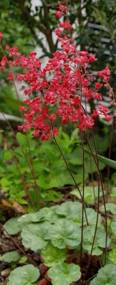 Purperklokje of Heuchera san Leuchtkäfer, Tuin en Terras, Ophalen, Bodembedekkers, Volle zon, Vaste plant