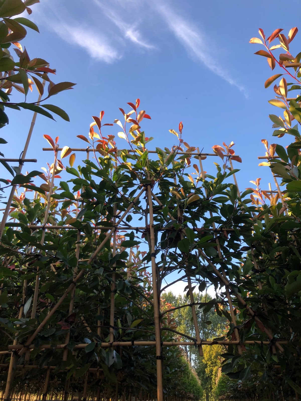 Photinia fraseri Red Robin - Leischerm met rode uitlopers, Ophalen of Verzenden, Overige soorten, Struik, 100 tot 250 cm