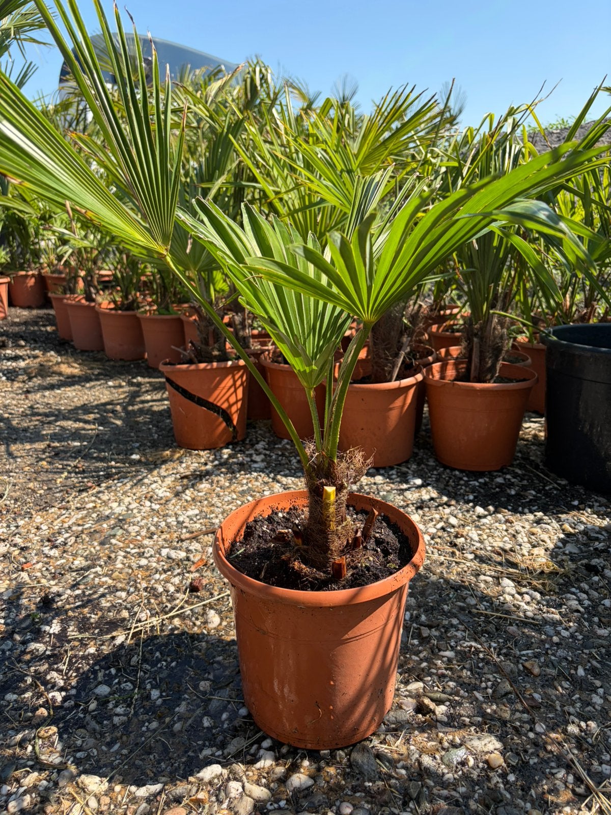 Palmboom Klein, Tuin en Terras, Planten | Tuinplanten, Overige soorten, Volle zon, Bloeit niet, Ophalen