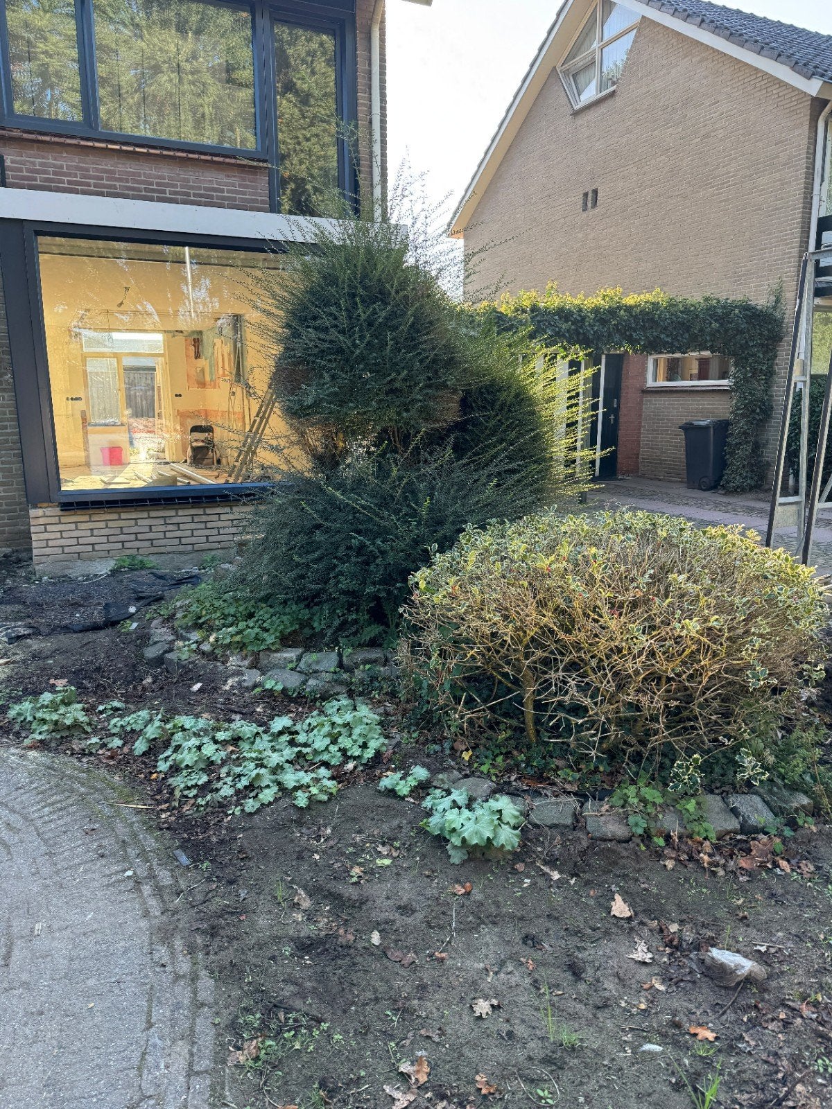Diverse struiken en hagen voor uw tuin, Ophalen of Verzenden, Buxus, Struik, 100 tot 250 cm