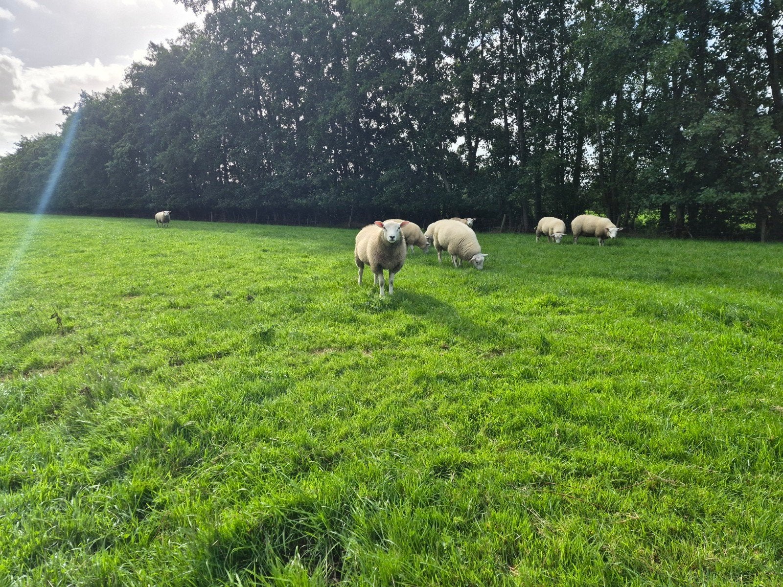dekrammen zwoegervrij, Mannelijk, Schaap