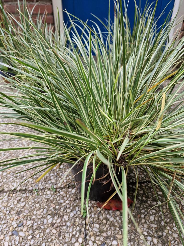 grote pollen bont vijvergras, Tuin en Terras, Planten | Tuinplanten, Ophalen, Vaste plant, Overige soorten, Volle zon