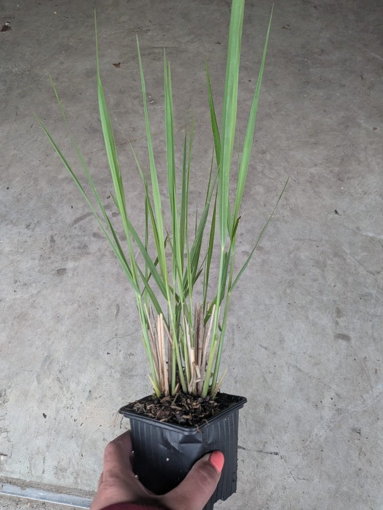 Panicum virgatum 'Northwind' – Vingergras p9, Ophalen, Vaste plant, Siergrassen, Halfschaduw