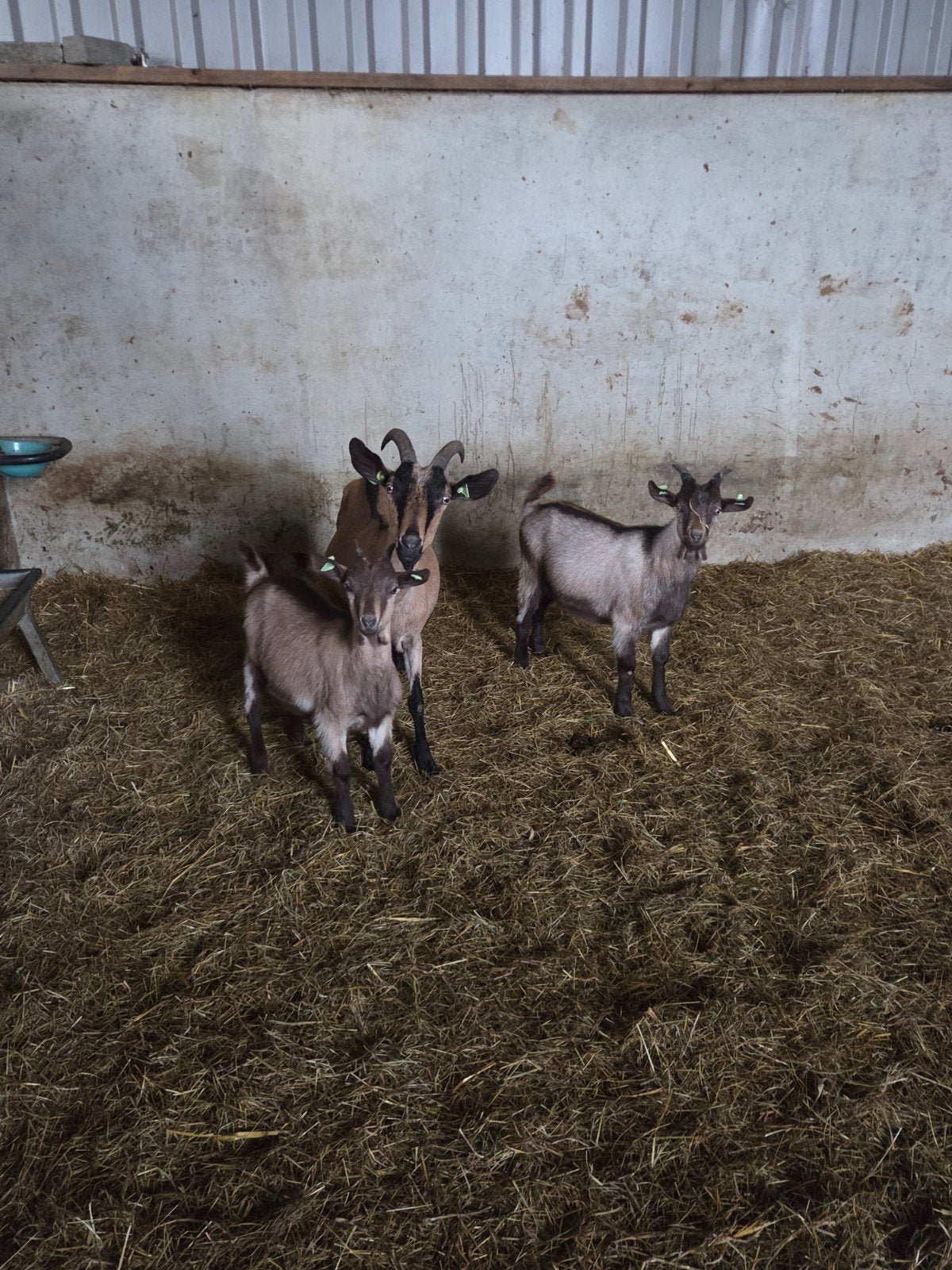 mooi setje alpine geiten voor de liefhebber., Dieren en Toebehoren, Meerdere dieren, Geit
