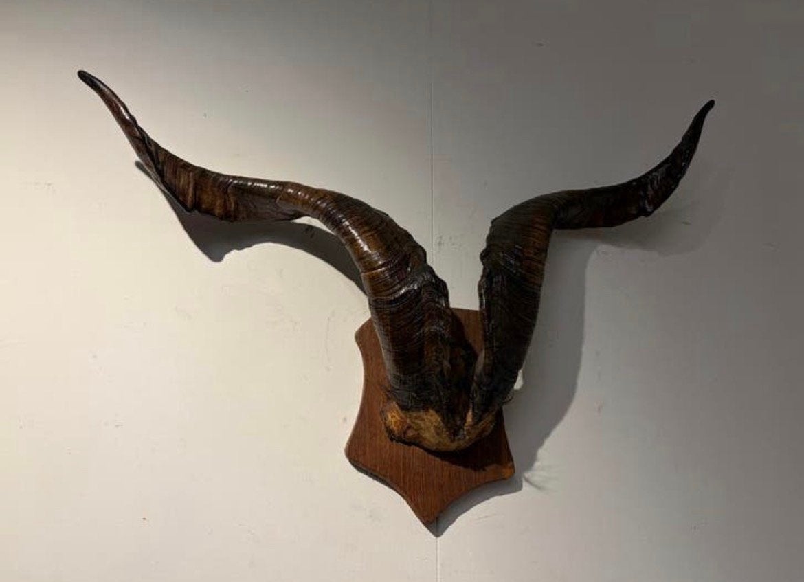 Gewei hoorn van wild dier steenbok of gems muur decoratie, Ophalen, Zo goed als nieuw
