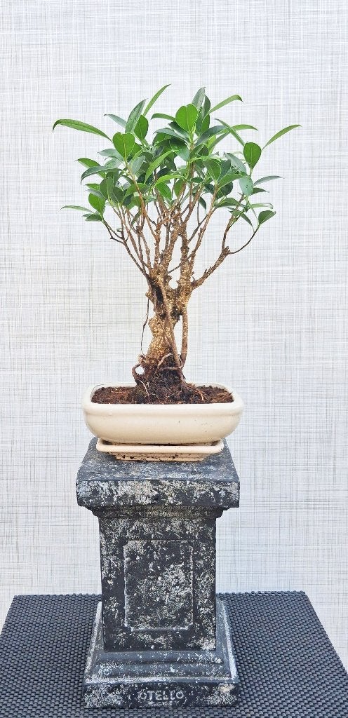 1 Bonsai Ficus Jubara- Recht Model, In pot, Bloeit niet, Halfschaduw, Minder dan 100 cm