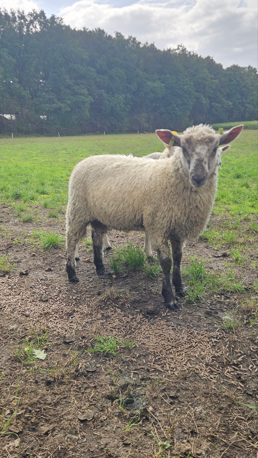 Bluefaced Leicester x Shropshire dekbok., Meerdere dieren, Schaap