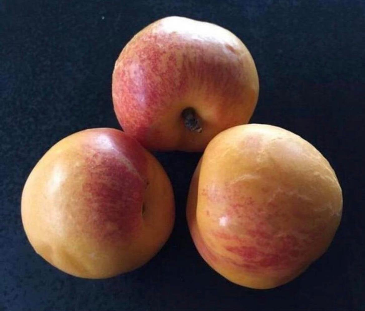 Zaden ZA kruising abrikoos +nectarine sappige fruit, Huis en Inrichting, Kamerplanten, Ophalen, Overige soorten, In pot, Minder dan 100 cm