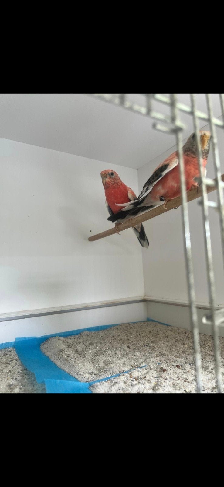 Koppel bewezen Bourke parkieten te koop. roze kleur., Dieren en Toebehoren, Vogels | Parkieten en Papegaaien, Meerdere dieren