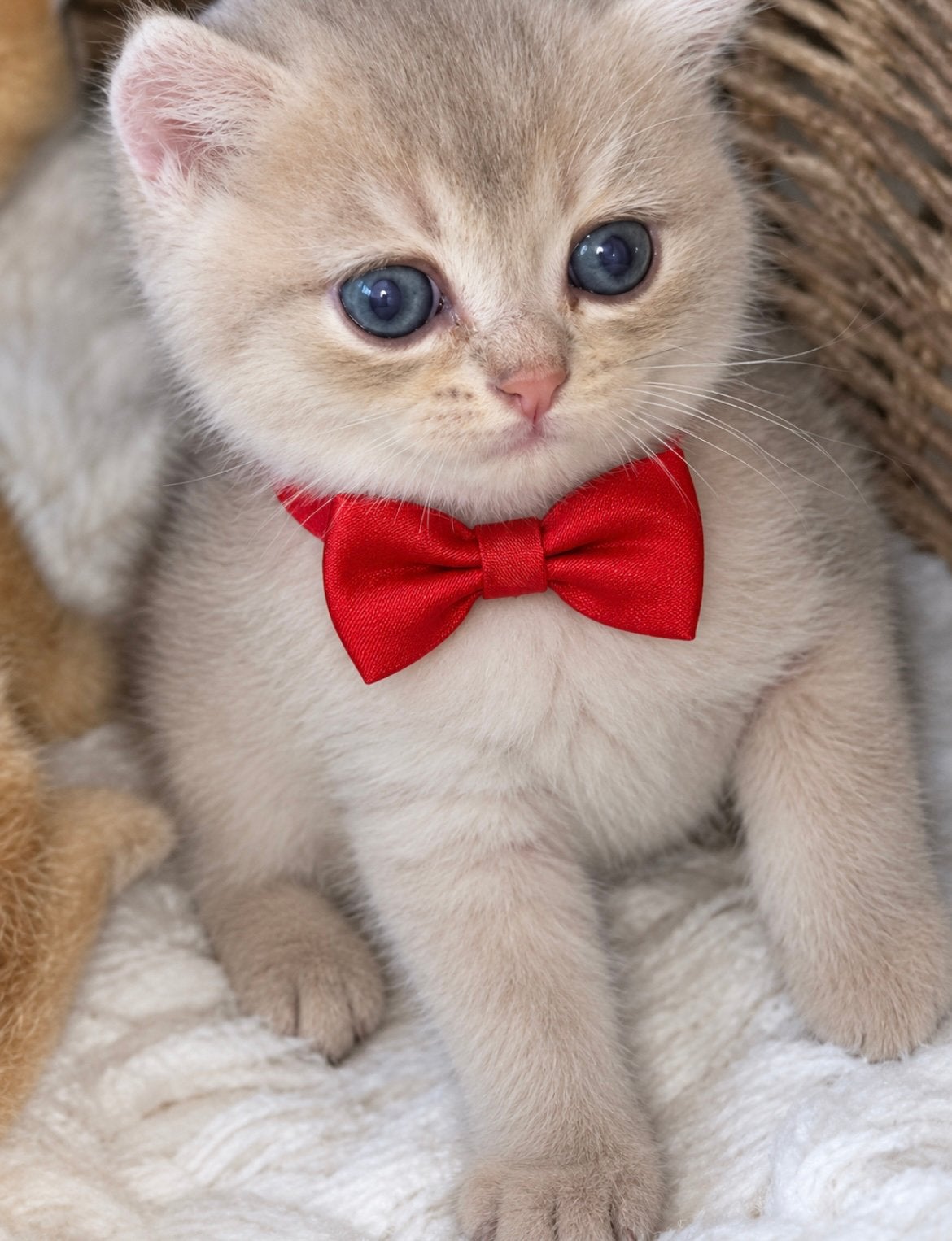 Britse korthaar golden 1 kater, Kater