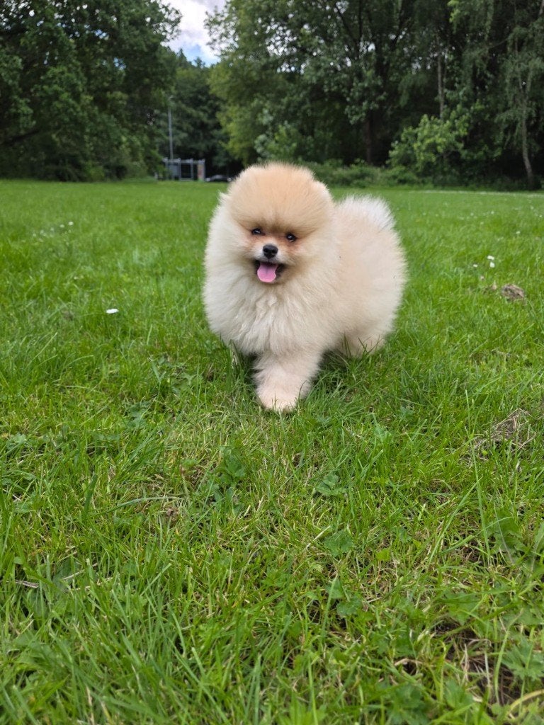 Pomeriaan Reutje Pup, Dieren en Toebehoren, Honden | Poolhonden, Keeshonden en Oertypen, Keeshond, Reu, 8 tot 15 weken, Parvo