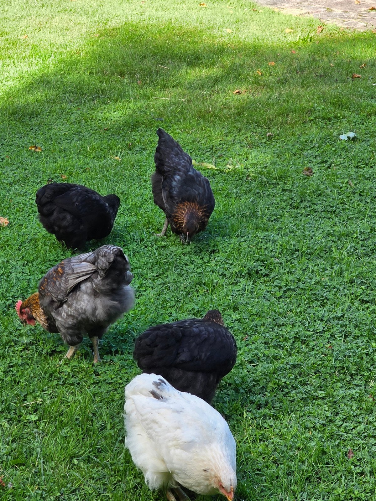 5 kuikens, Dieren en Toebehoren, Geslacht onbekend, Kip