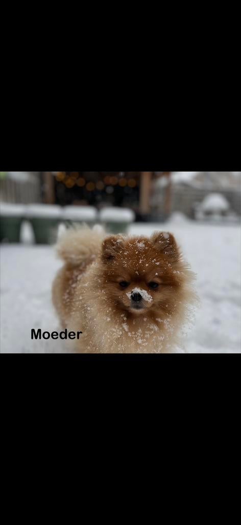 Pomeriaan (dwergkees pup) bearface, Keeshond, 8 tot 15 weken, Parvo, Meerdere
