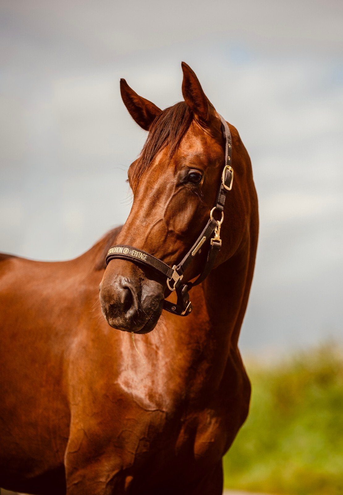 Tweejarige bloedmooie dressuurmerrie, Dieren en Toebehoren, Paarden, Merrie, Met stamboom, Dressuurpaard, 0 tot 2 jaar