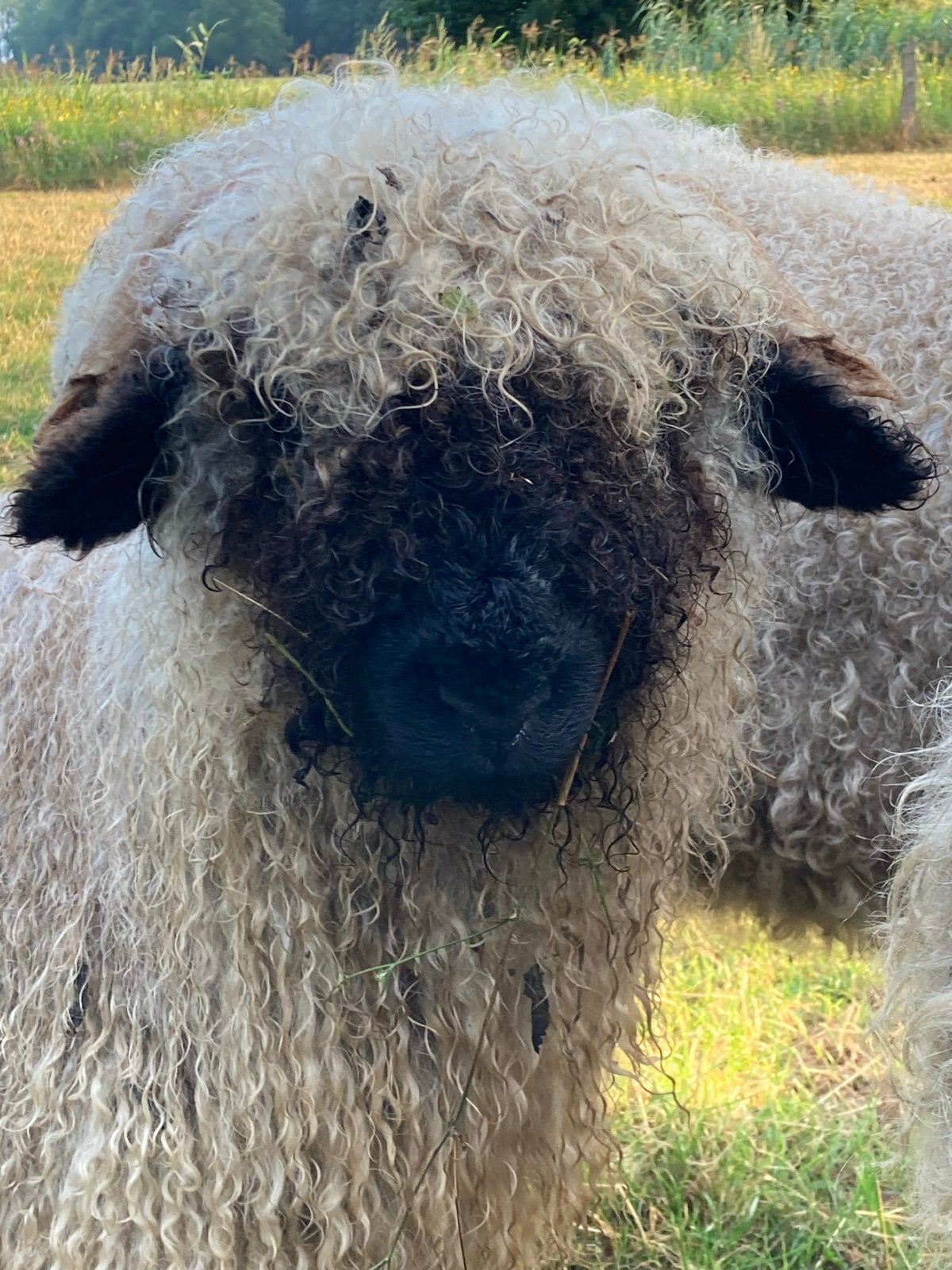 Walliser Schwarznase ram lam te koop of ruil!!!, Dieren en Toebehoren, Mannelijk, Schaap