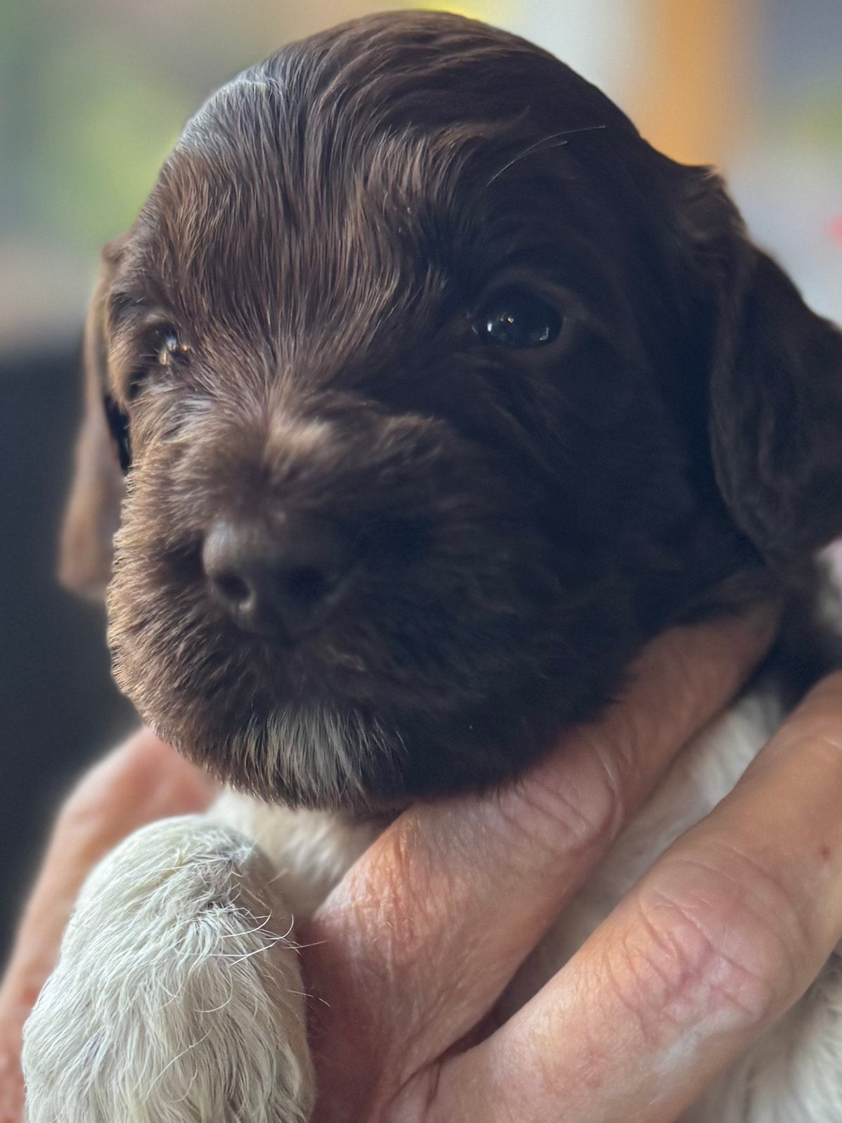 Australian labradoodle pups bruin met afstammingsbewijs!, Overige rassen, CDV (hondenziekte), 8 tot 15 weken, Meerdere