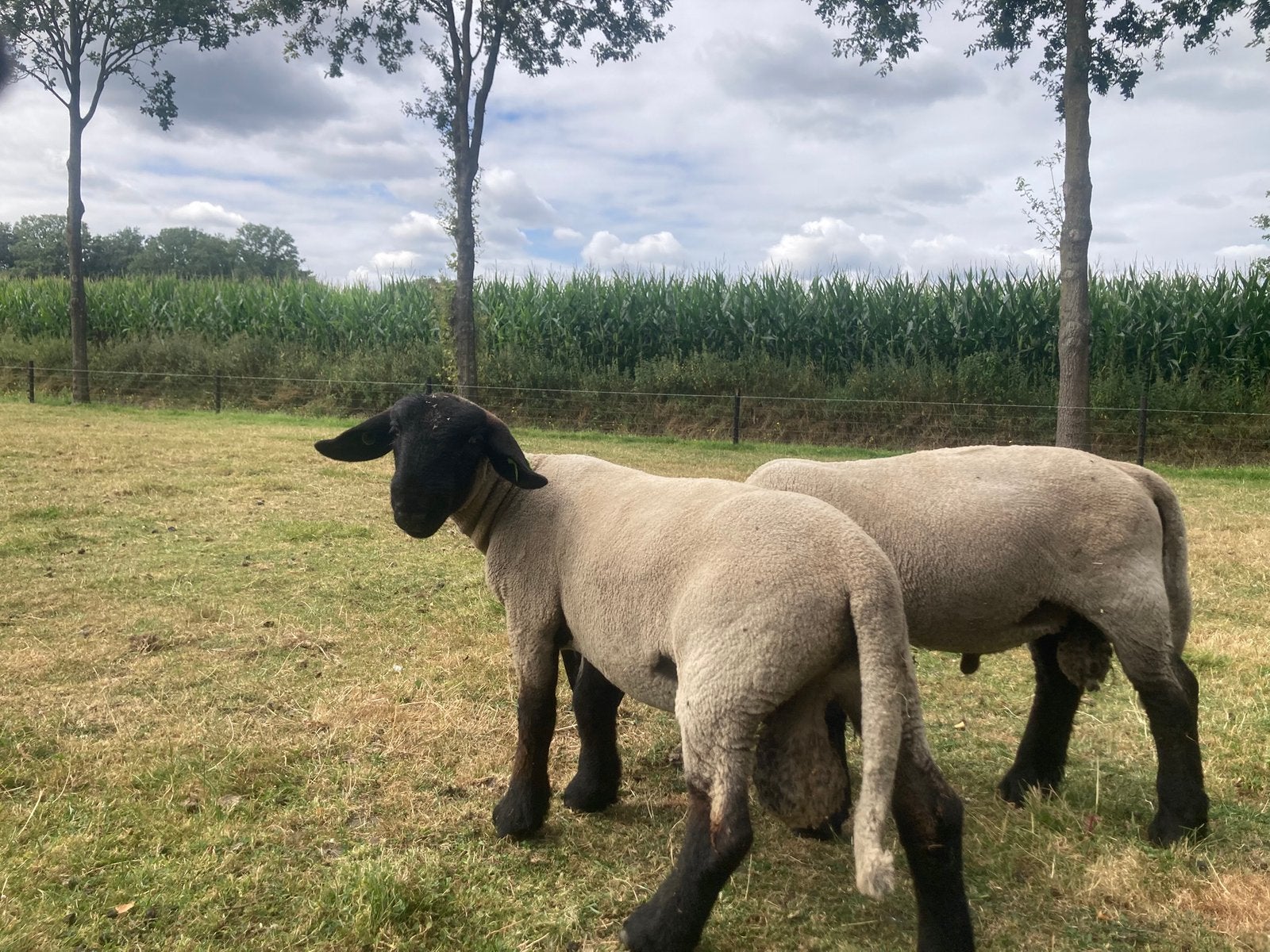 Stamboek Suffolk rammen | van maart 2026, Dieren en Toebehoren, Mannelijk, Schaap