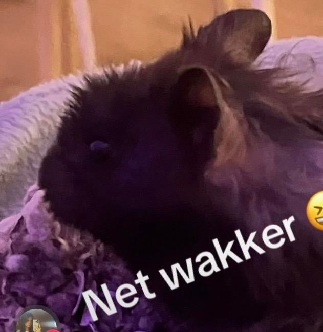 Goudhamster lang harig, Dieren en Toebehoren, Knaagdieren, Hamster, Mannelijk, November, Tam