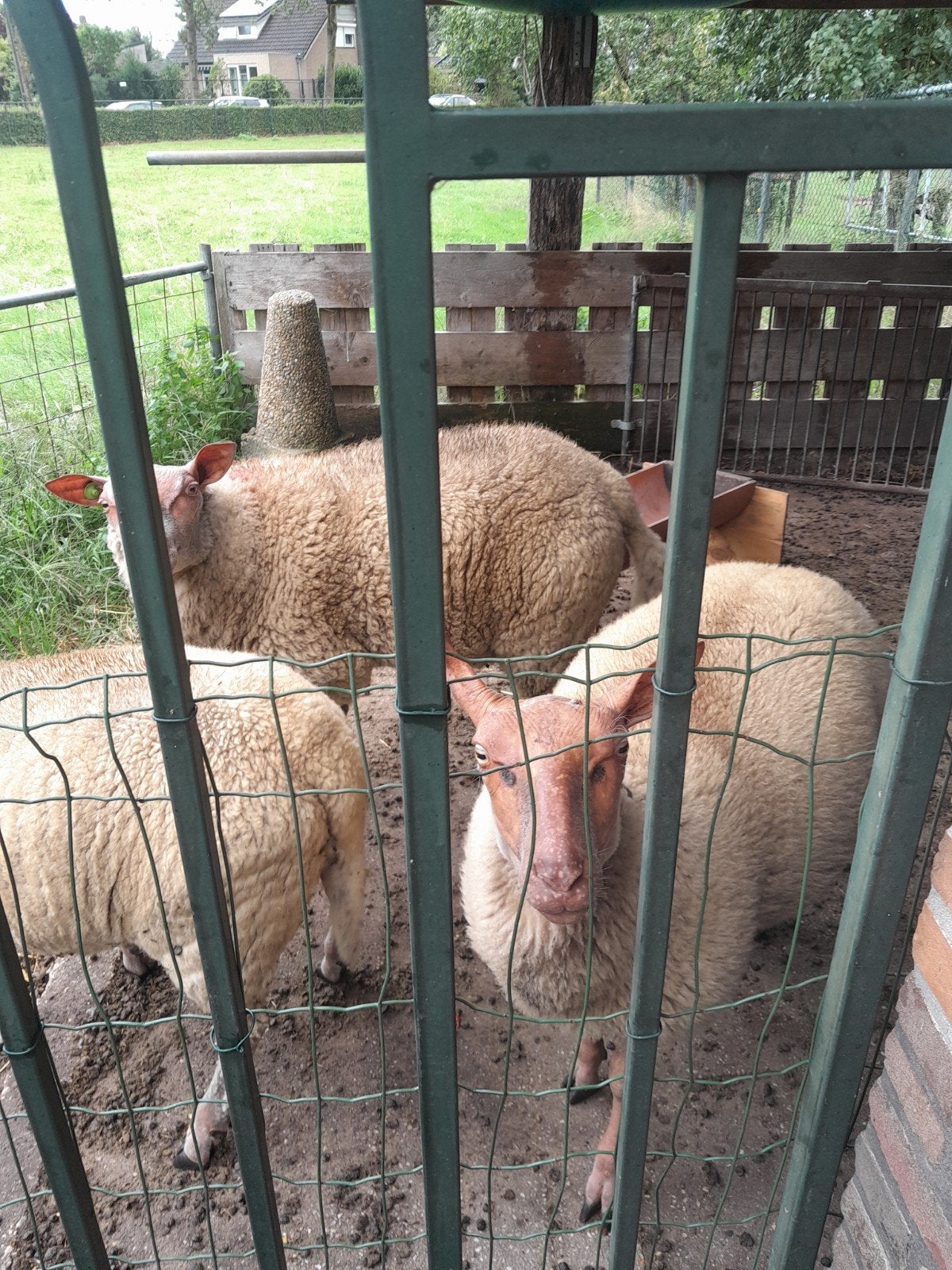 schapen, Dieren en Toebehoren, Mannelijk, Schaap