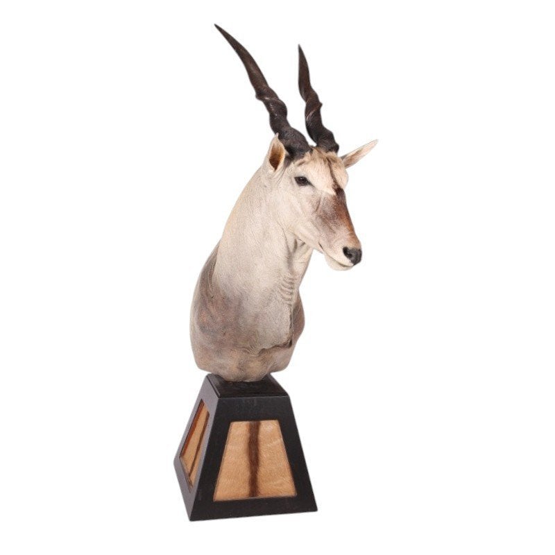 Eland opgezet h. 210 cm Taxidermie, Ophalen, Nieuw, Overige soorten, Opgezet dier