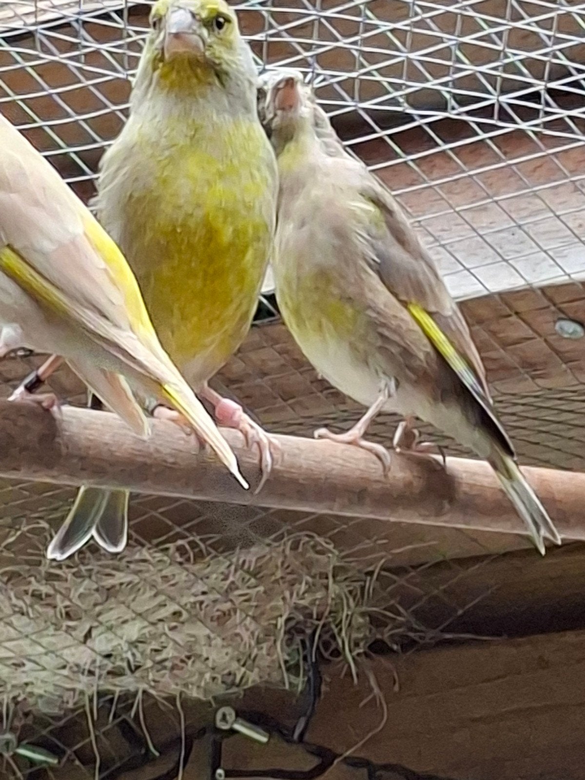 ruilen of kopen jonge wildkleur groenling man, Dieren en Toebehoren, Vogels | Overige Vogels, Mannelijk, Wildzangvogel, Geringd