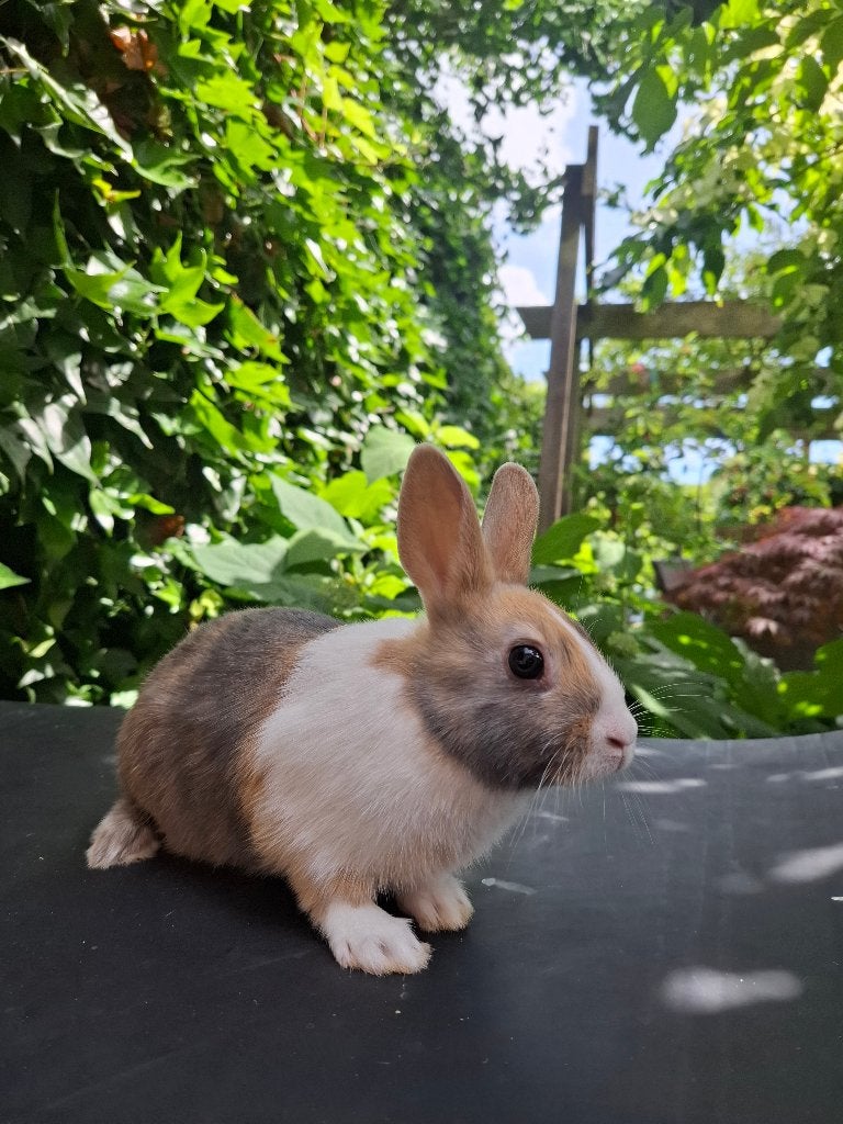 Wie geeft dit lieve baby konijn een fijn huisje?, Dieren en Toebehoren, Konijnen, Dwerg, Mannelijk, 0 tot 2 jaar