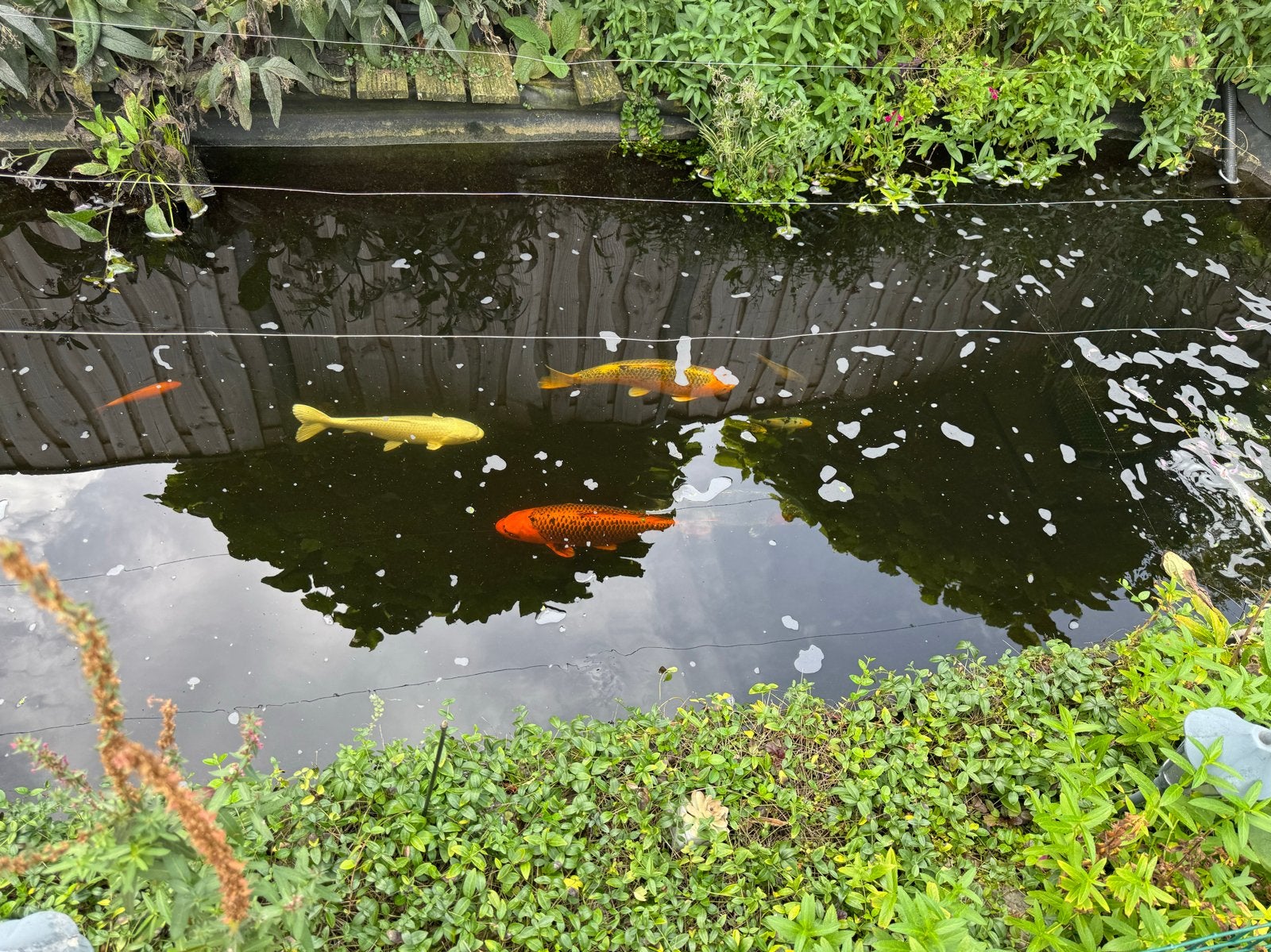 Mooie Koikarpers, 8 stuks in 1 koop, Karper of Koi