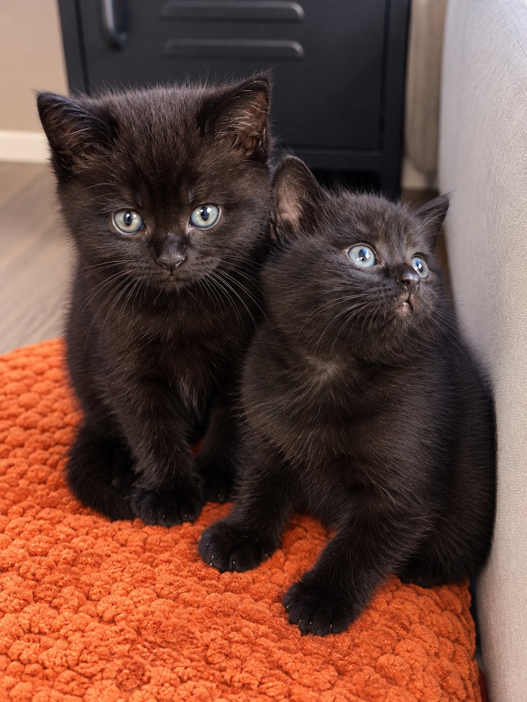 Britse korthaar katertje, Dieren en Toebehoren, Kater, Kortharig, 0 tot 2 jaar