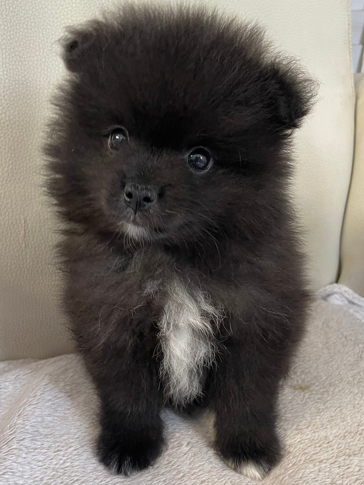 5 Prachtige pomeriaan/dwergkees pups.️🩵🩷, Overige rassen, 8 tot 15 weken, Parvo, Meerdere