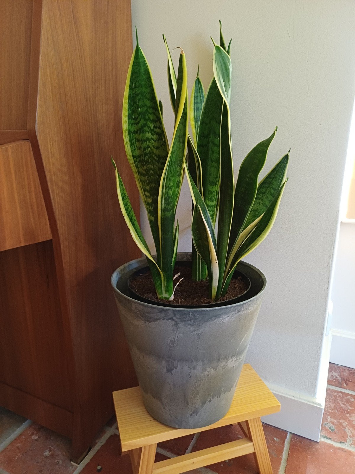 Sanseveria, kamerplant, Huis en Inrichting, Kamerplanten, Ophalen of Verzenden